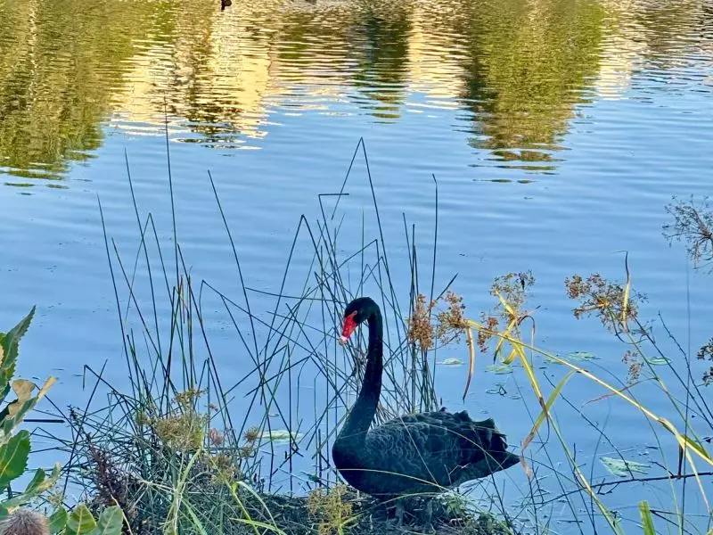 Site 141 - Established Grand Kestrel