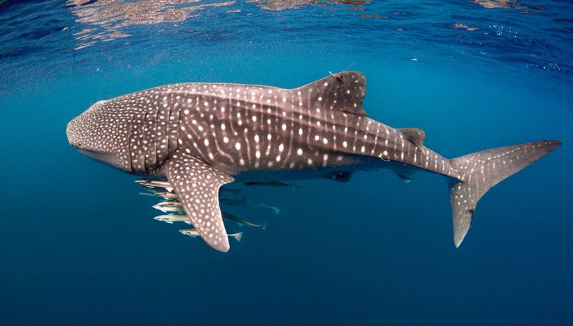 Western Australia