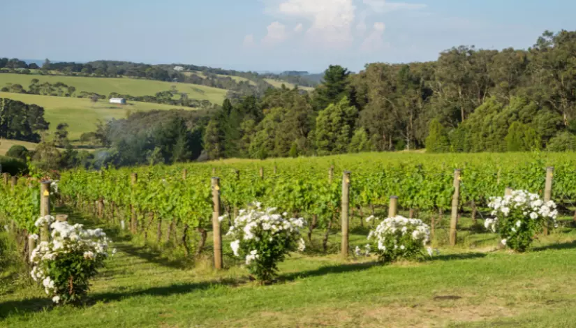 Mornington Peninsula