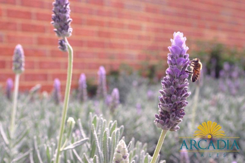 Arcadia Waters Maddington- This property is a must see.