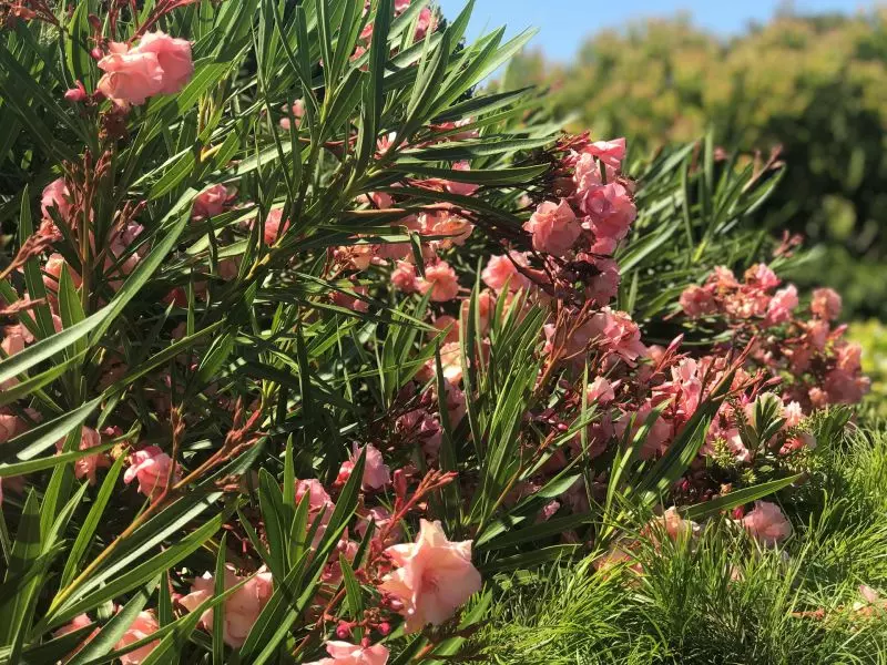 Peninsula Parklands - Site 062