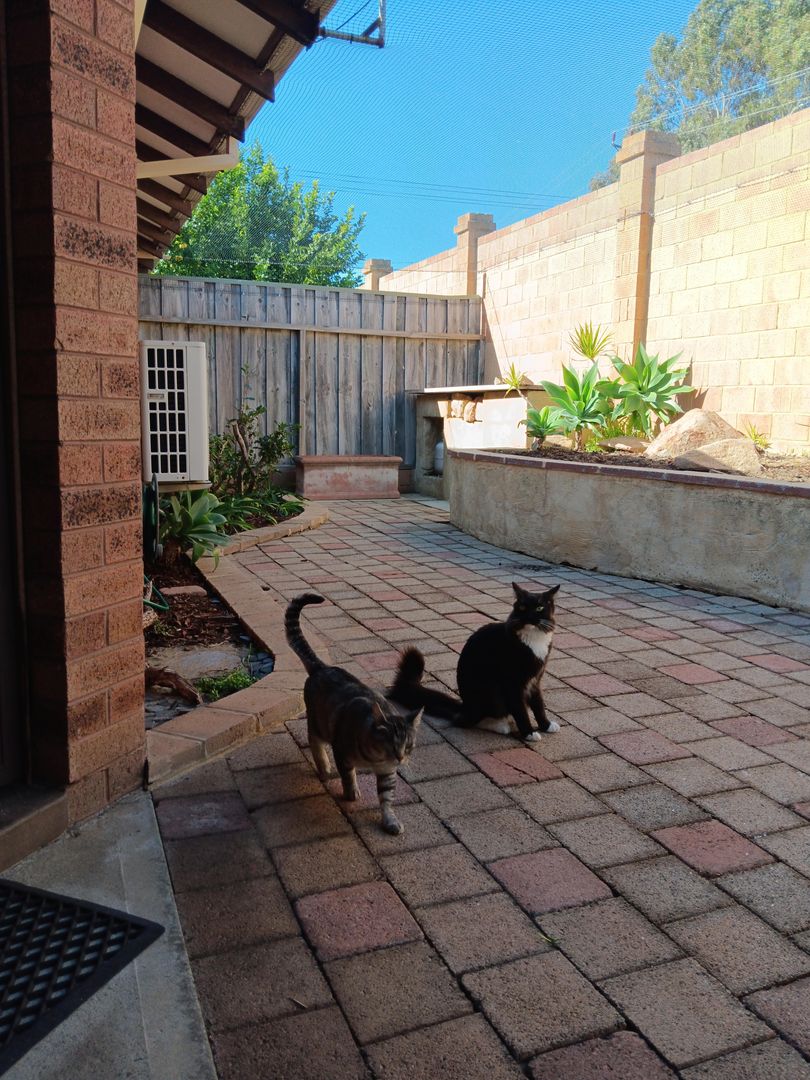 Affordable Room in Tuart Hill, Perth WA – Cat Lovers Welcome 
