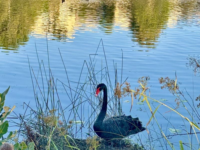 Site 141 - Established Grand Kestrel