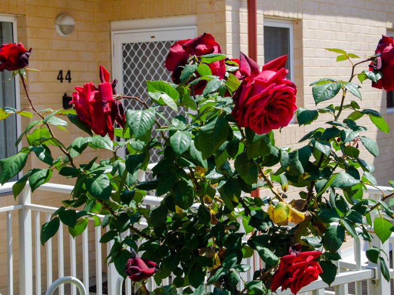 MYVISTA Retirement Village