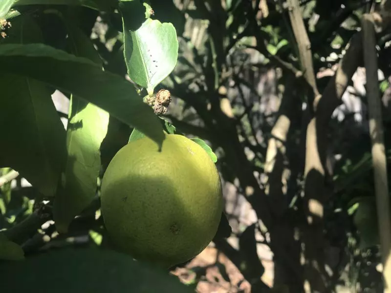 Peninsula Parklands - Site 126