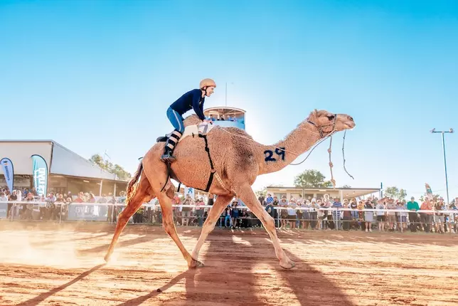 CAMELS, COLOUR, AND A DESERT IN BLOOM: QUEENSLAND’S NEW OUTBACK ADVENTURE IS CAMEL-TASTIC!