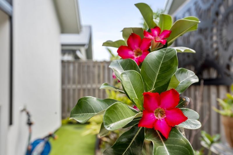 Bushland Bliss - Effortless Modern Living