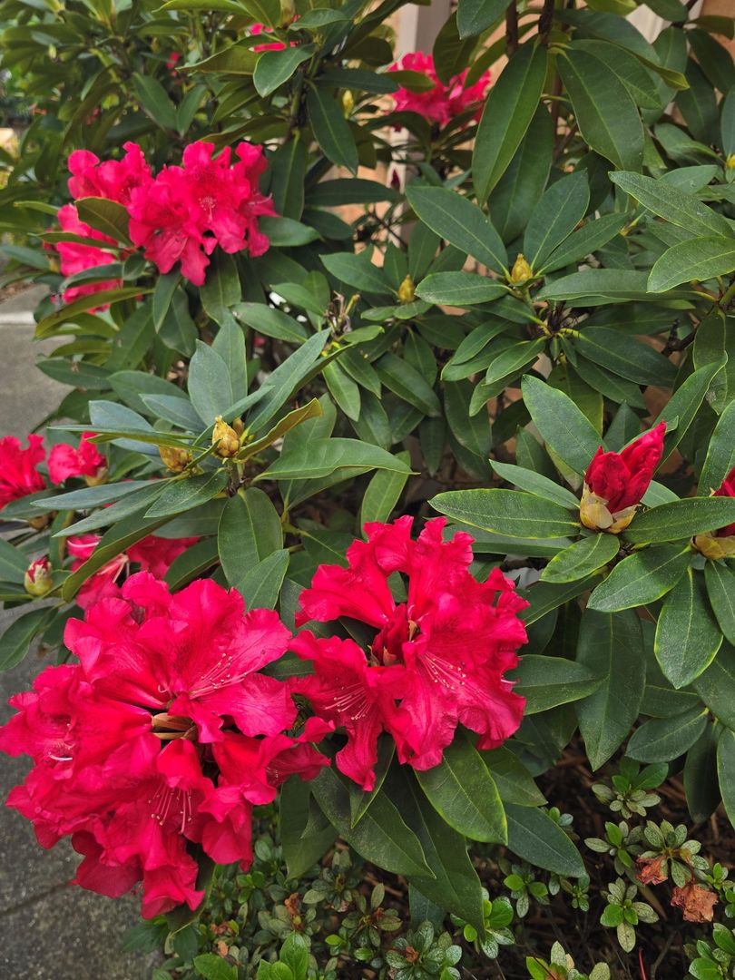 Maranoa Close Retirement Village, Freehold Strata Title unit. 
