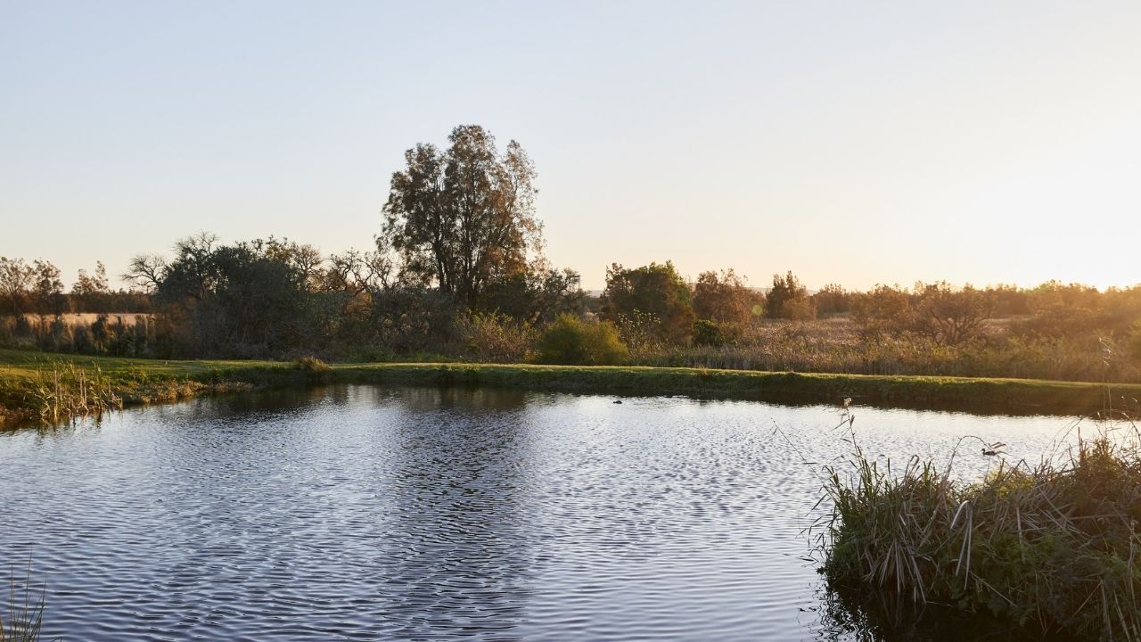 Sweetwater Grove - Freshwater Design