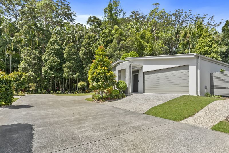 Stunning Rainforest Backdrop