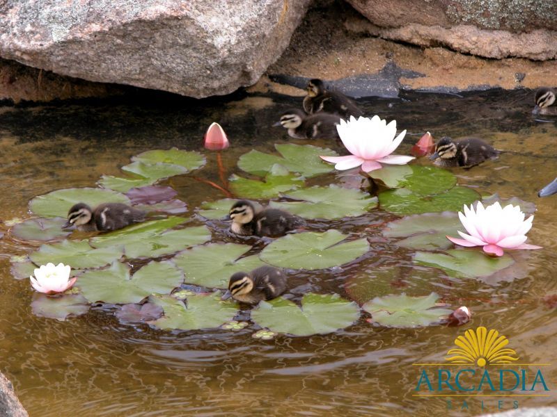 ARCADIA WATERS MADDINGTON - Great Central Location