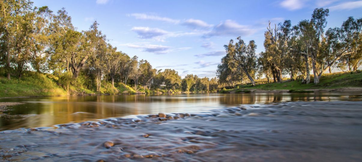 Dubbo