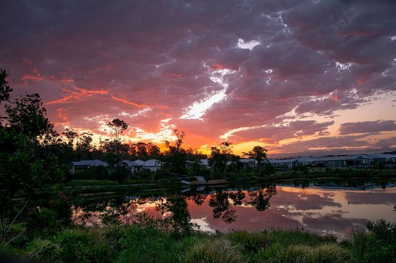 Site 261 - Established Kondalilla