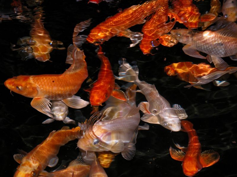 ARCADIA WATERS MADDINGTON - This Property Is Sure To Impress...