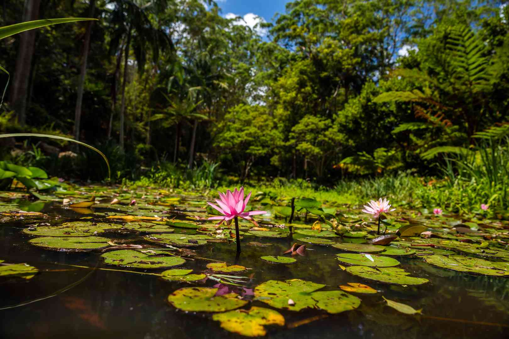 Henry Kendall Gardens