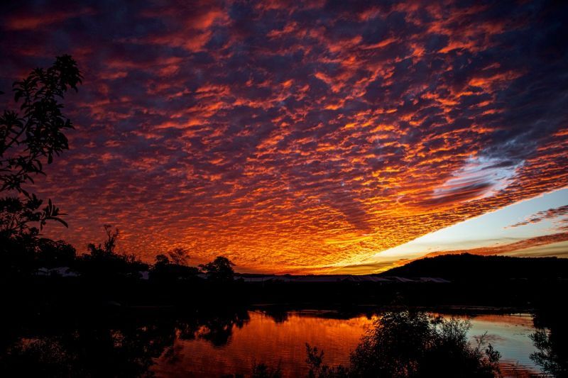 Site 261 - Established Kondalilla