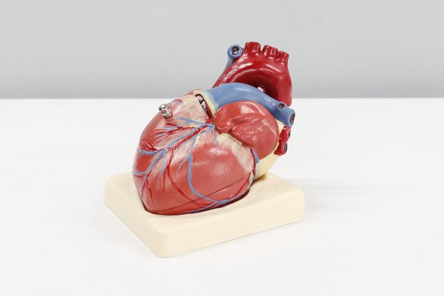 Scientists investigate new approach to preventing age-induced cardiovascular disease - Monash University
