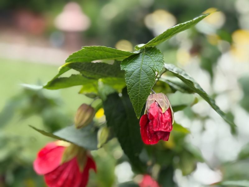 Peninsula Parklands - Site 9