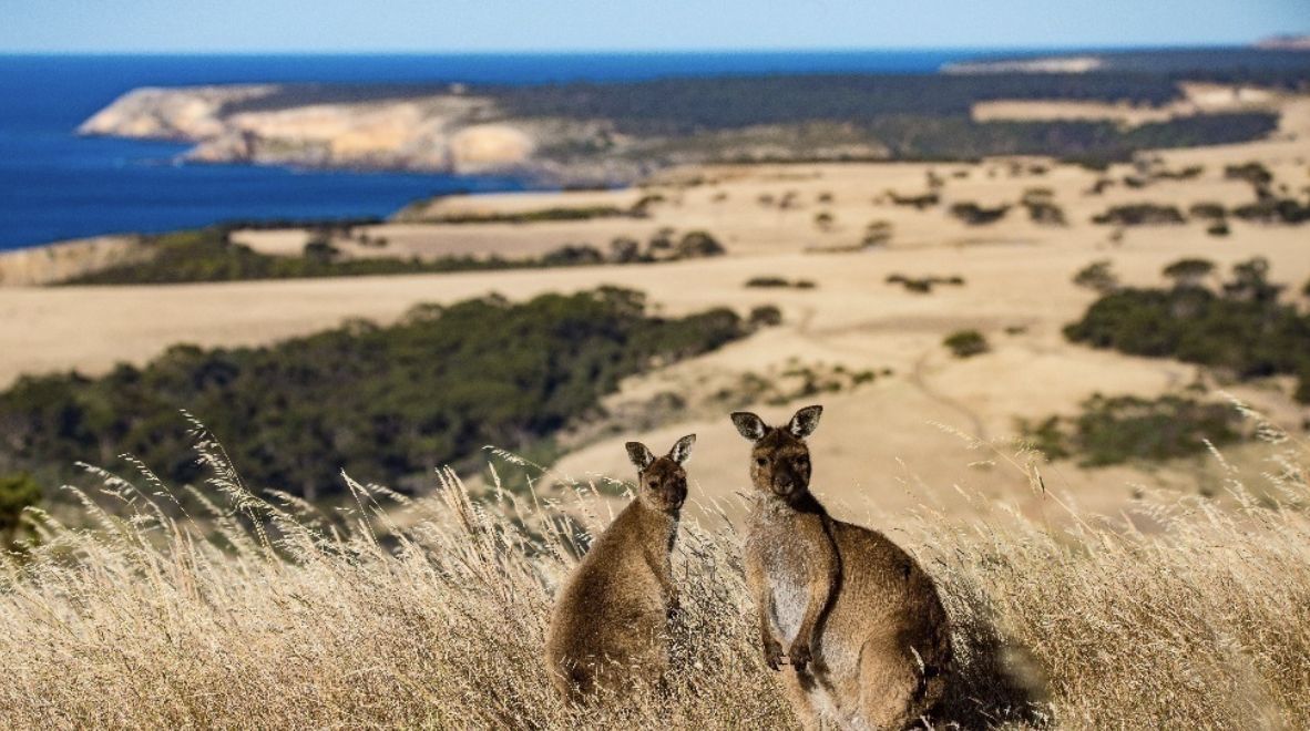 Kangaroo Island