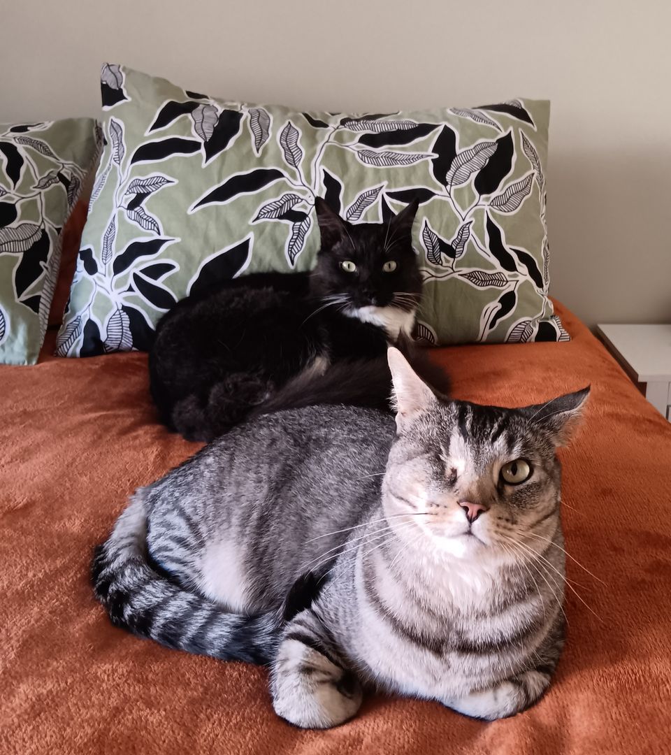 Affordable Room in Tuart Hill, Perth WA – Cat Lovers Welcome 