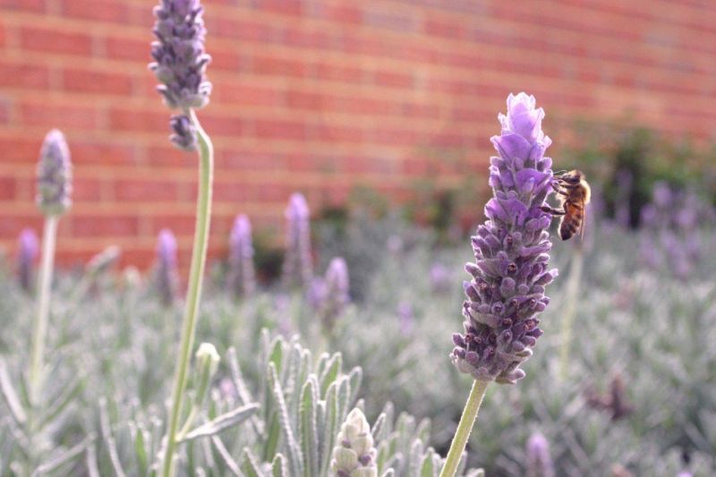 ARCADIA WATERS MADDINGTON - New Stone Bench Top Kitchen, 2 Bedroom + Study