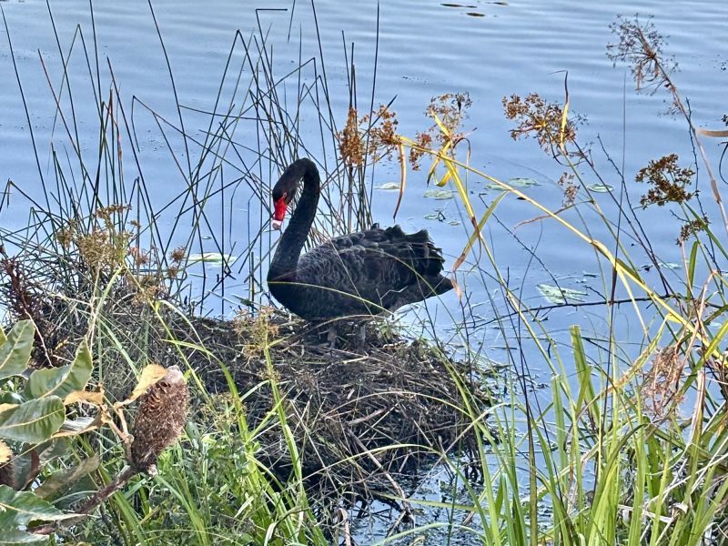 Site 138 - Established Grand Aston