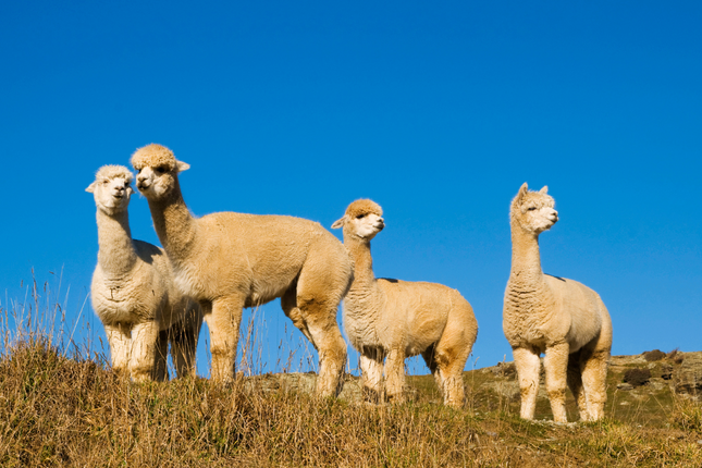 Want to live the dream with alpacas on acreage?