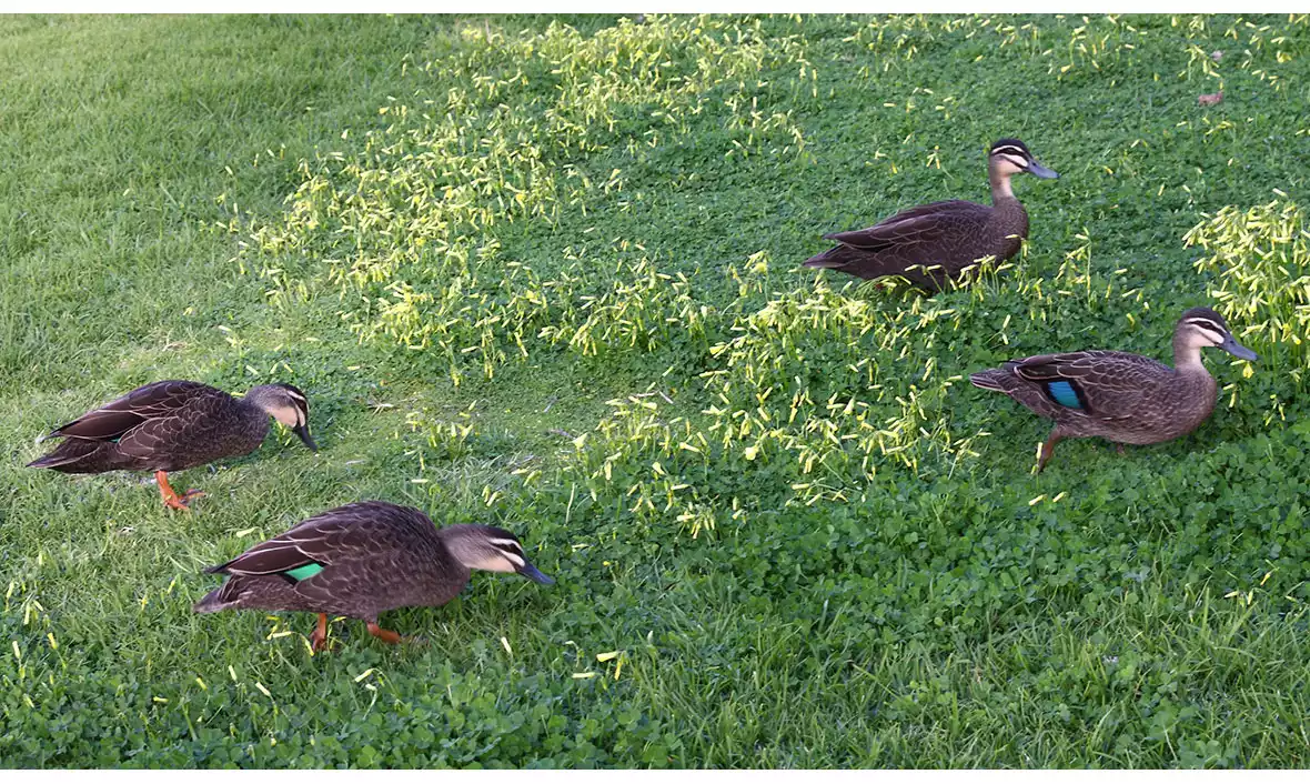 Orana Residential Aged Care