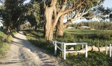 Dubbo