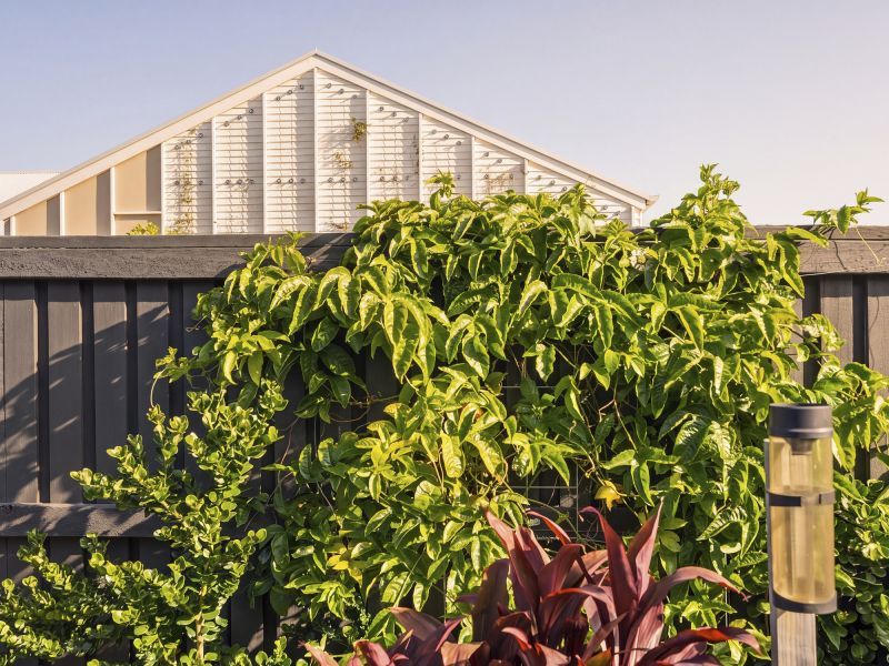Site 244 - Established Portsea