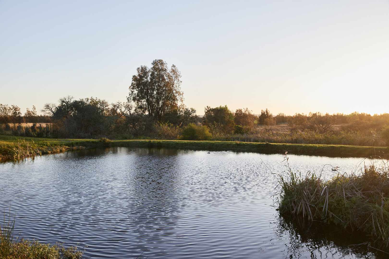 Sweetwater Grove - Willow Design