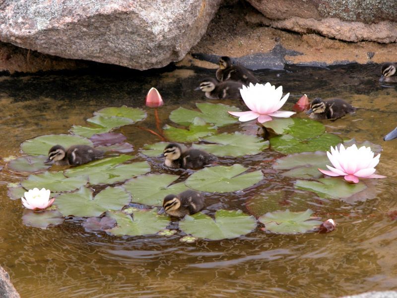 ARCADIA WATERS MADDINGTON - Located in the Middle of the Village