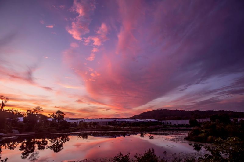 Site 261 - Established Kondalilla