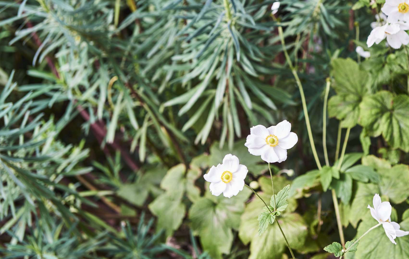 Calvary Sydney Williams Retirement Living