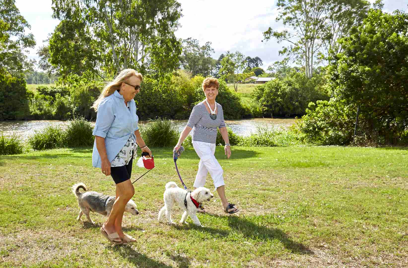 Golden opportunity to downsize with the Golden Grevillea
