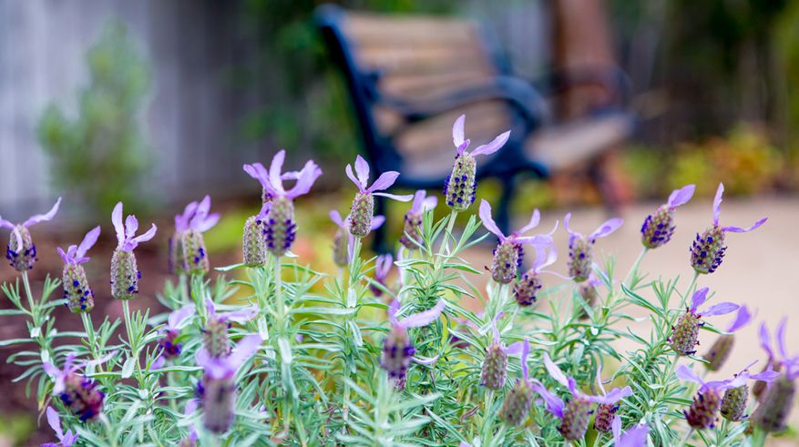 Victoria Grange Aged Care