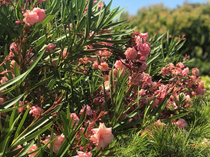 Peninsula Parklands - Site 062