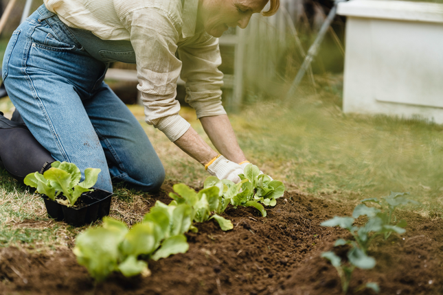 Gardening for health: Getting started
