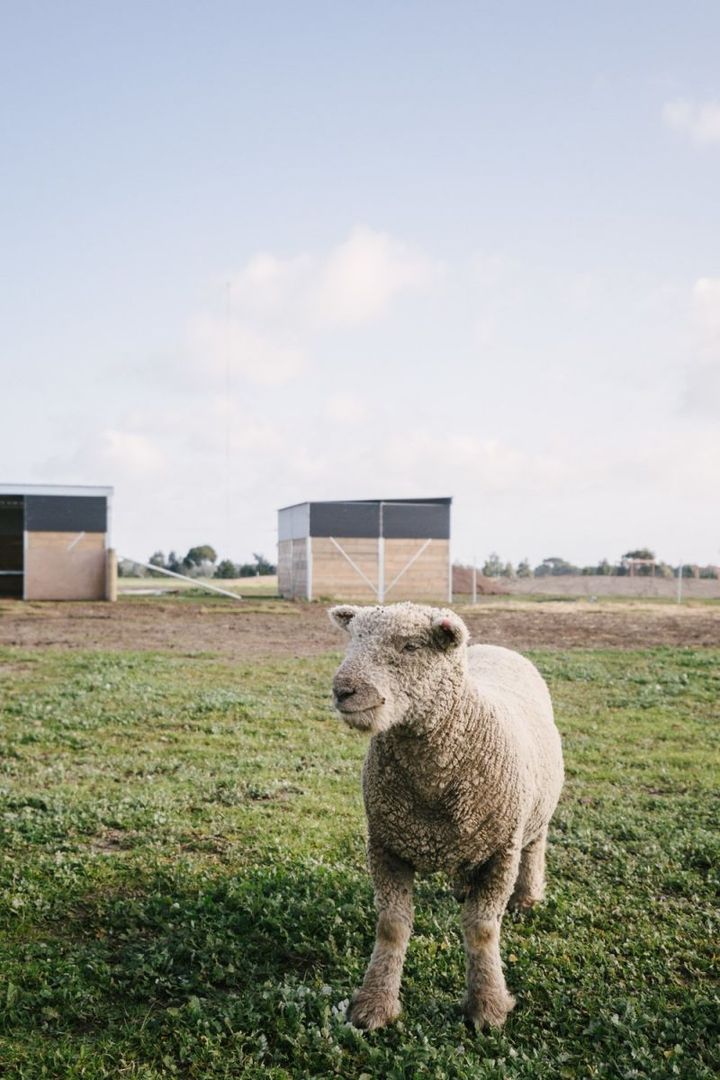 Lifestyle Communities Bellarine - Stylish living with spacious outdoor entertaining area
