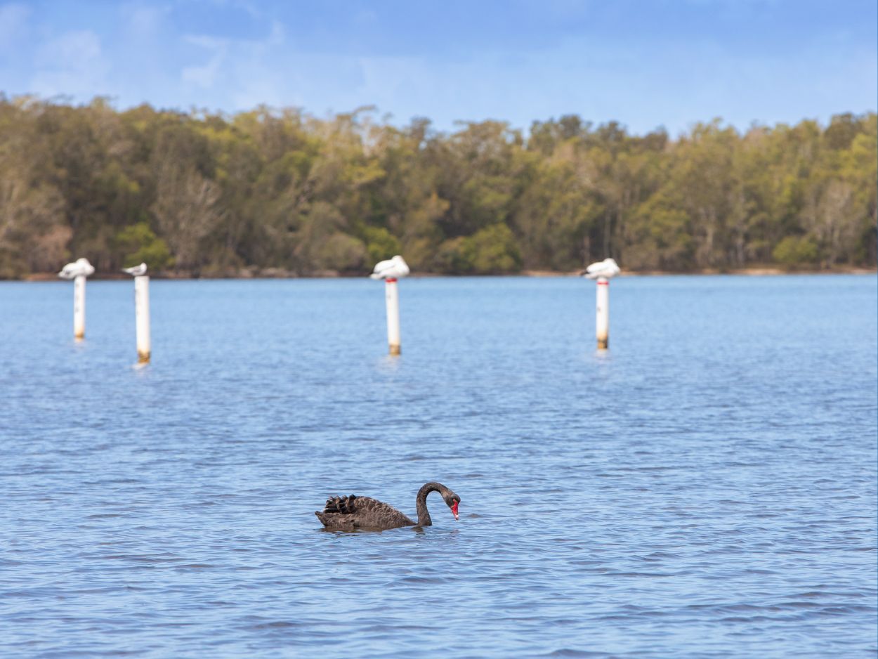 Lakeside Forster Village - The Drift