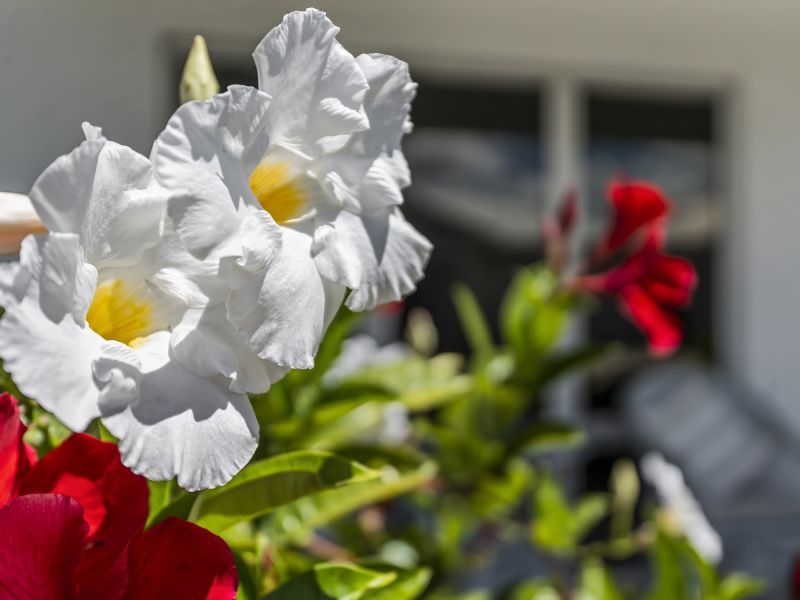 Site 122 - Established Bronte