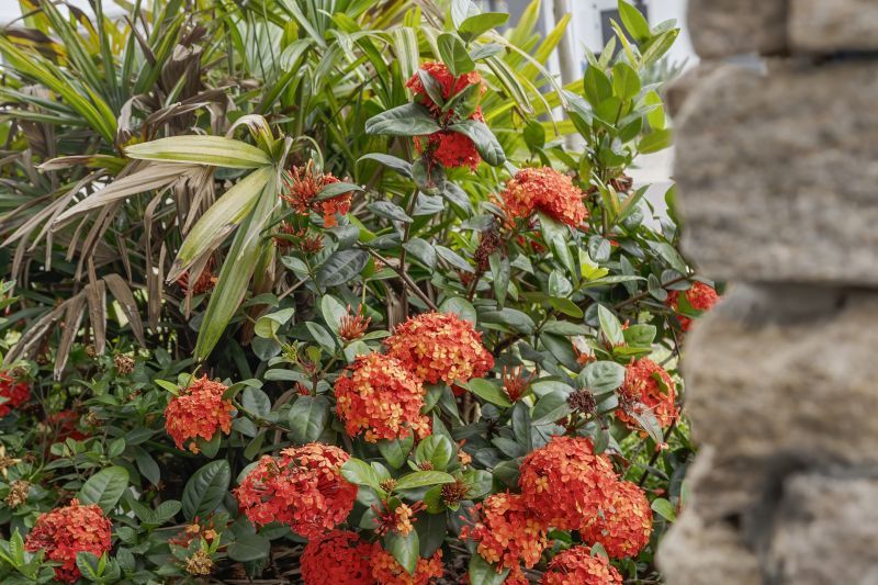 Site 115 - Established Bronte