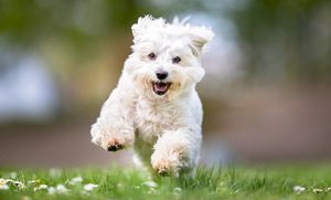 It’s raining cats and dogs: Pet-friendly retirement communities continue to grow