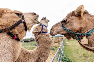Queensland Camel Dairy takes GOLD, SILVER and BRONZE at the 2024 Sydney Royal Cheese and Dairy Show     Summer Land Camels in the Scenic Rim
