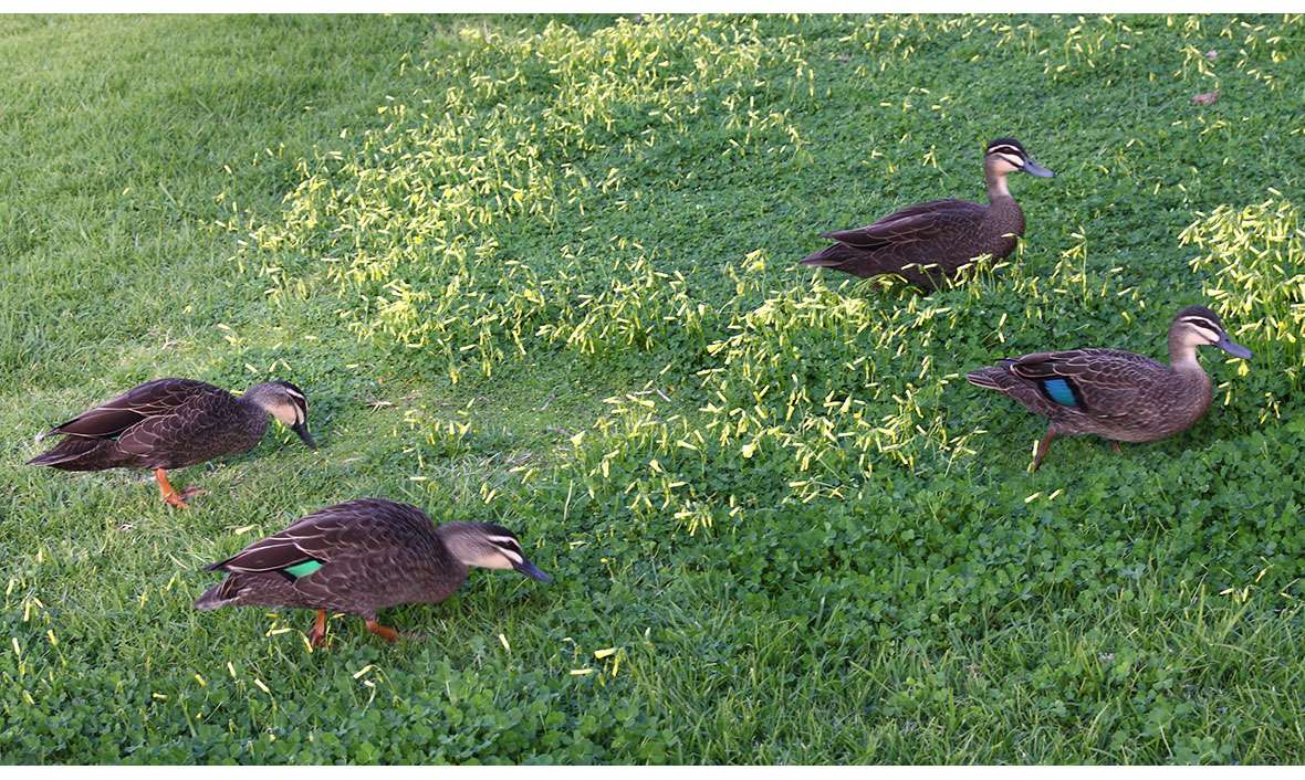 Orana Residential Aged Care