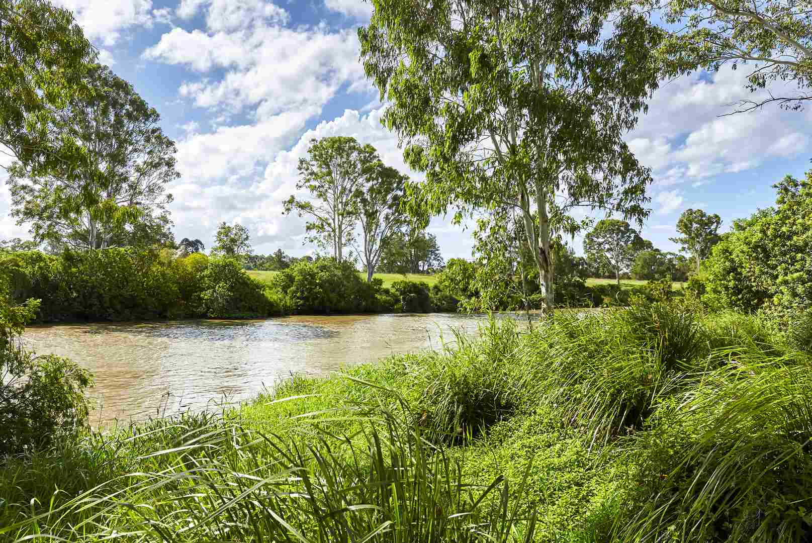 Golden opportunity to downsize with the Golden Grevillea
