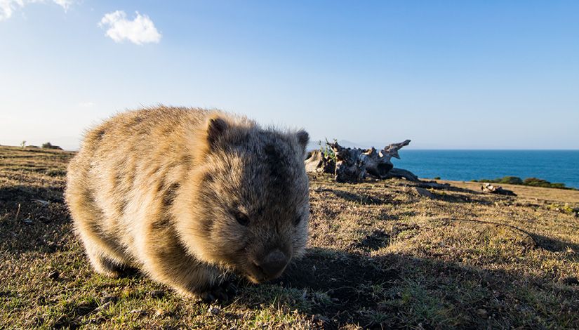 Tasmania