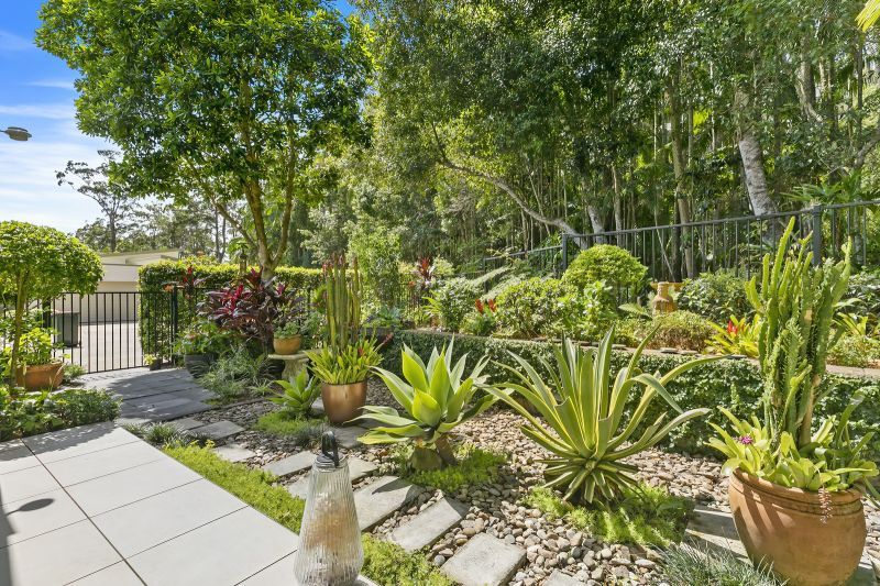 Stunning Rainforest Backdrop